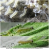 melitaea cinxia larva1 volg2